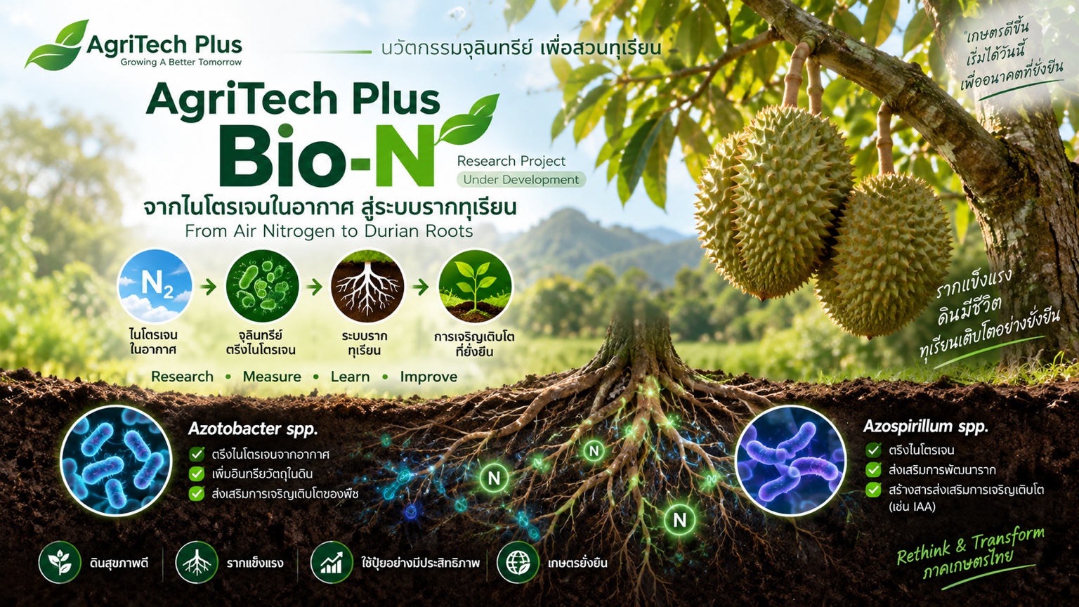 อินโฟกราฟิกโครงการ AgriTech Plus Bio-N จากไนโตรเจนในอากาศสู่ระบบรากทุเรียน